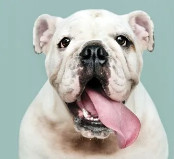 Mouth Myth Busting: Are Dogs’ Mouths Really Cleaner Than Ours in Houston TX?